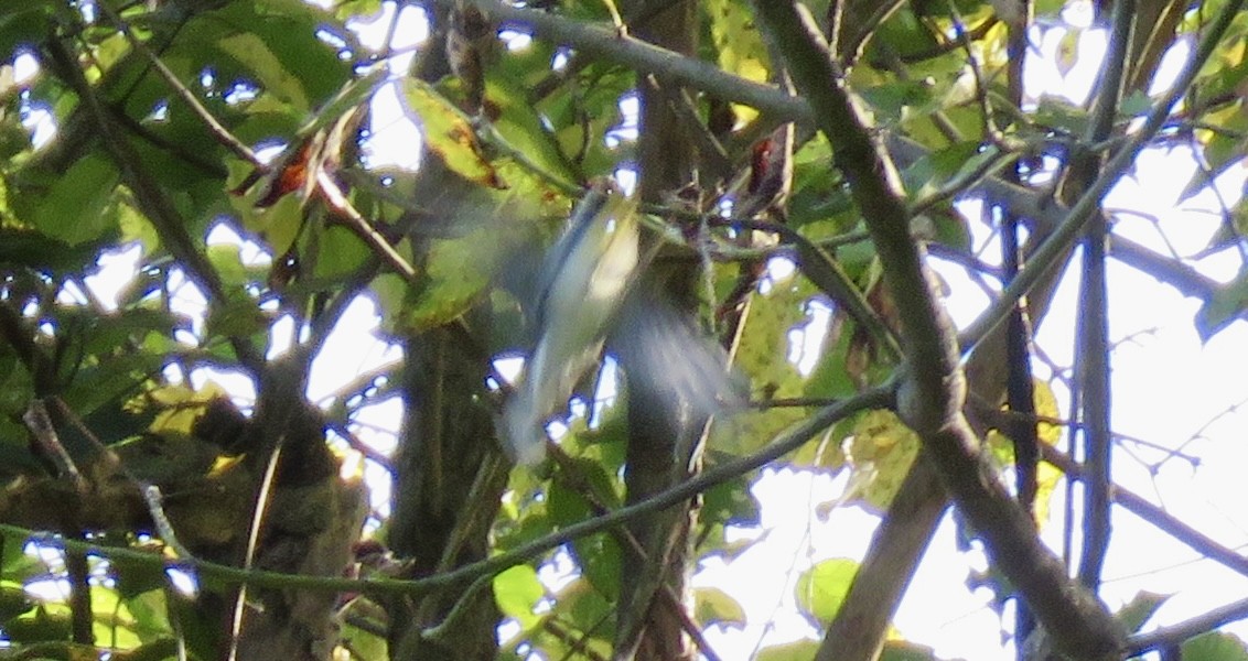 Yellow-throated Warbler - ML641990553
