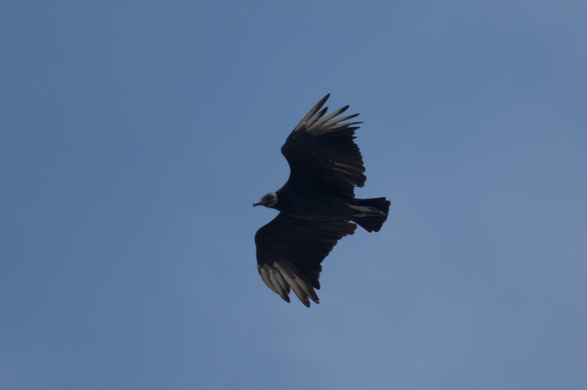 Black Vulture - ML641990576