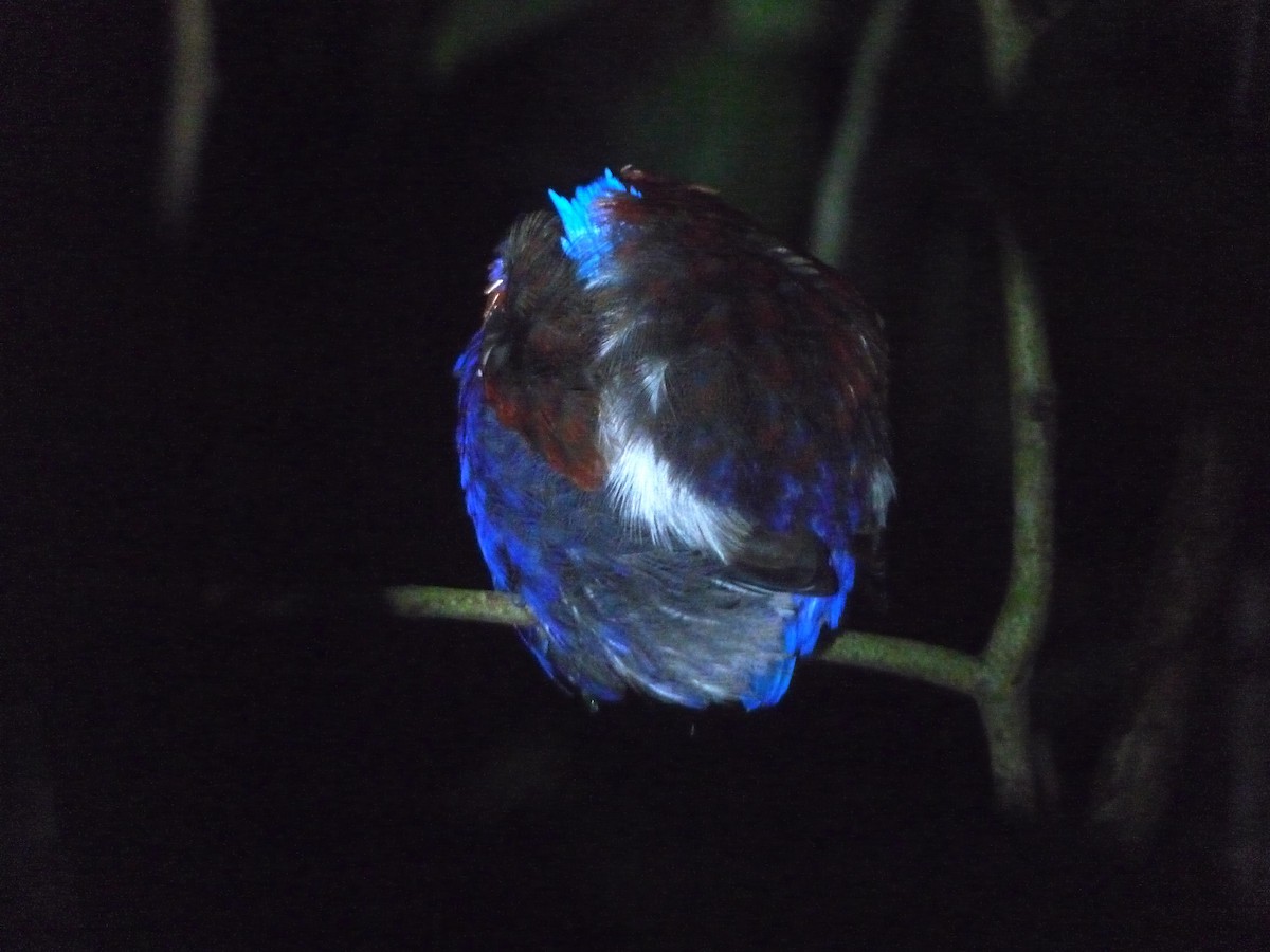 Blue-headed Pitta - ML641990582