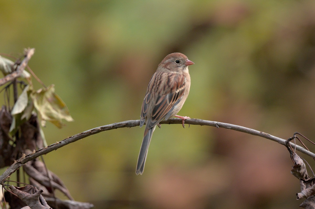Field Sparrow - ML641990594