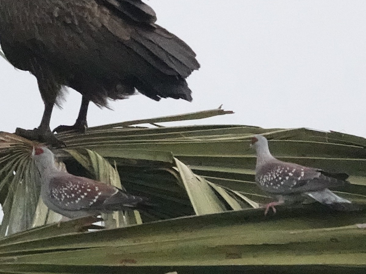 Speckled Pigeon - ML641990599