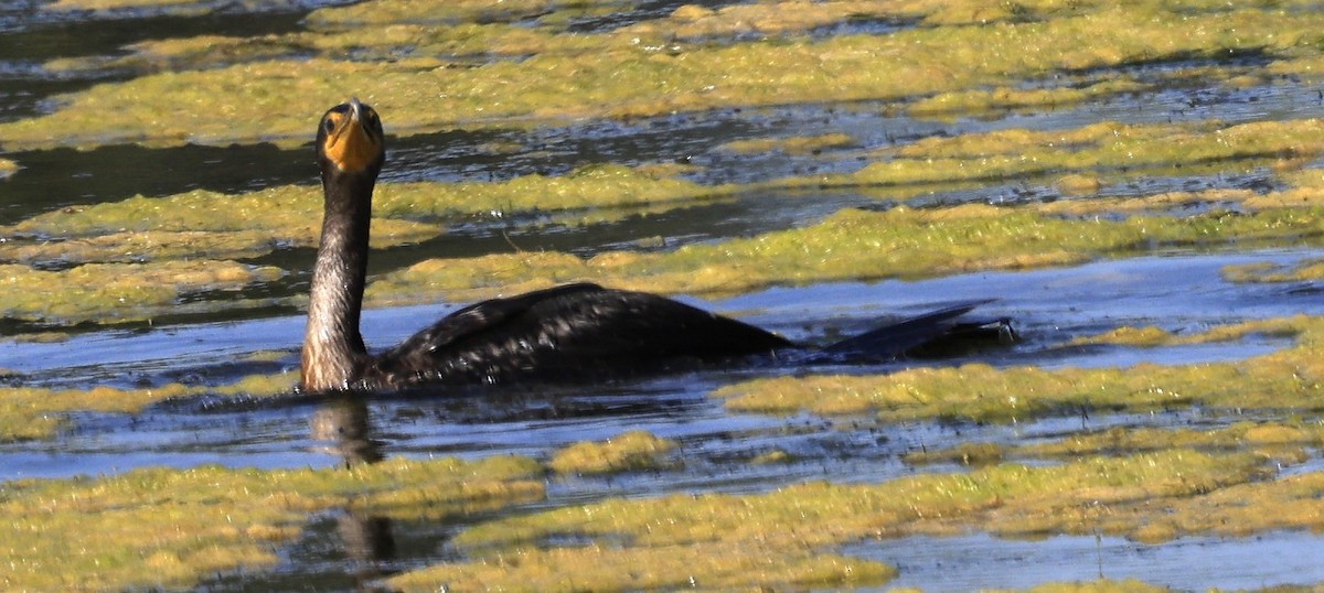 Double-crested Cormorant - ML641990600