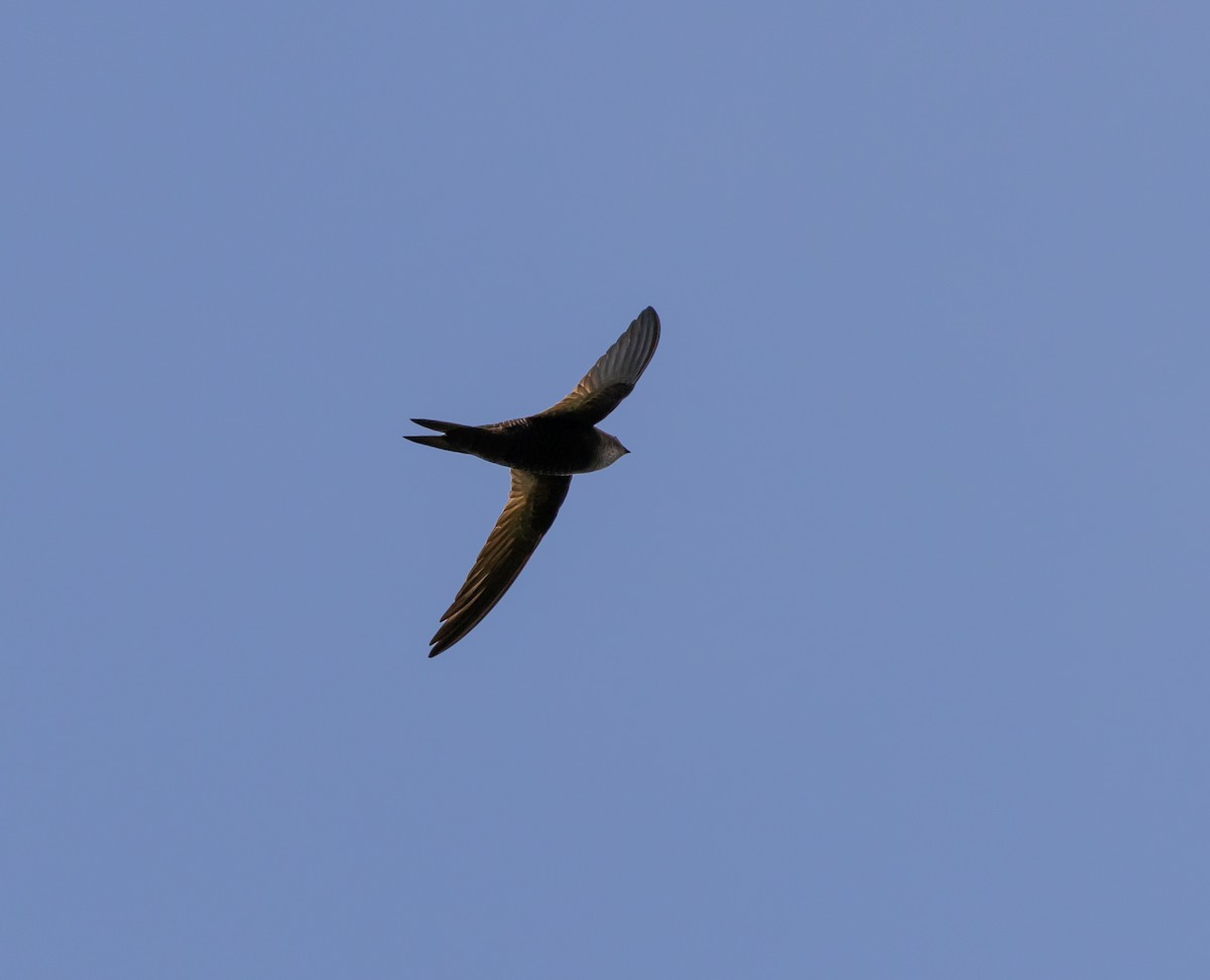 Malagasy Swift - ML641990633