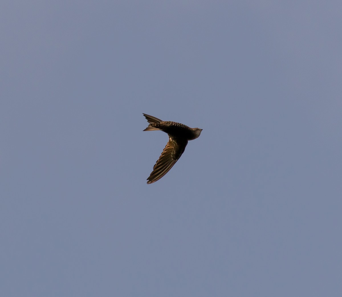 Malagasy Swift - ML641990634