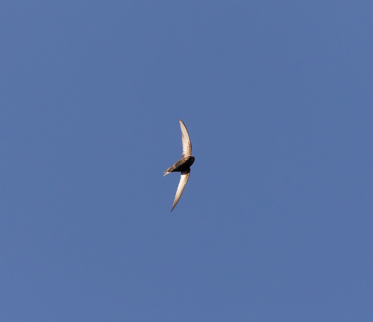 Malagasy Swift - ML641990635