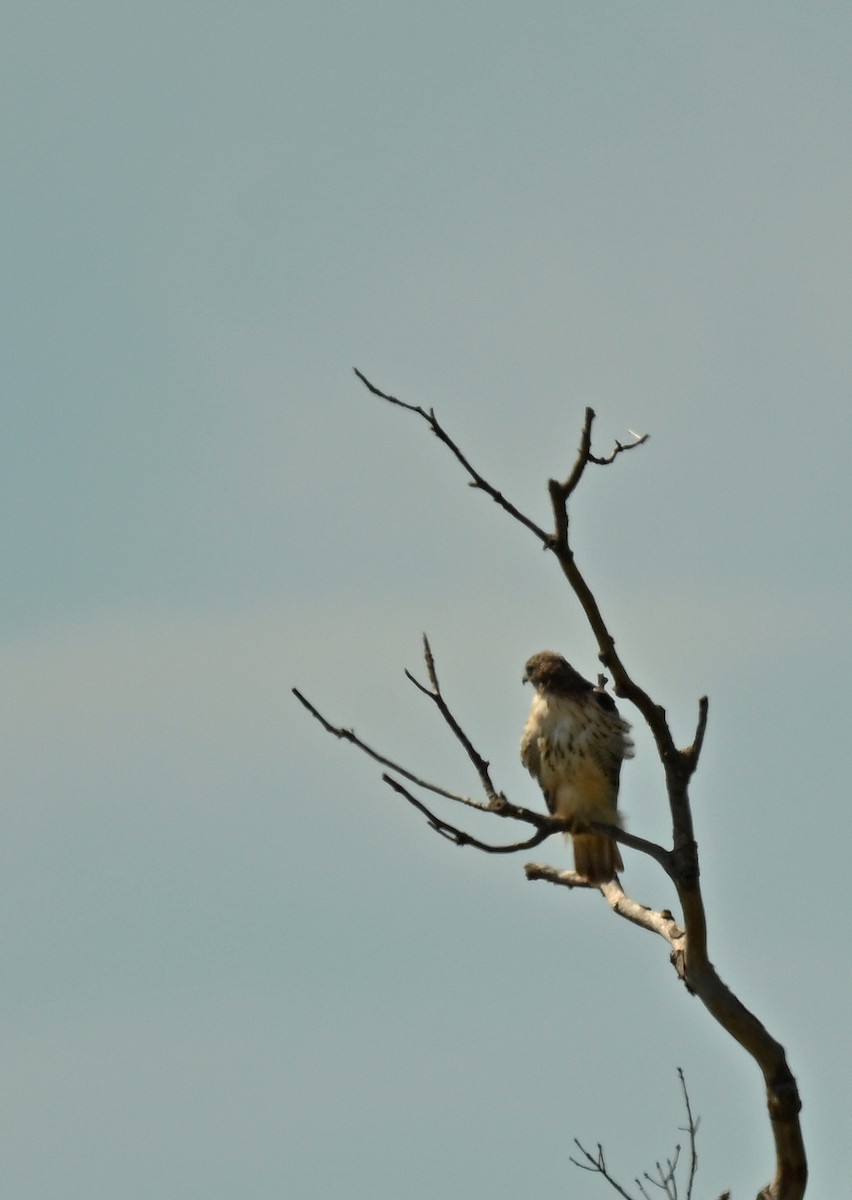 Red-tailed Hawk - ML641990636