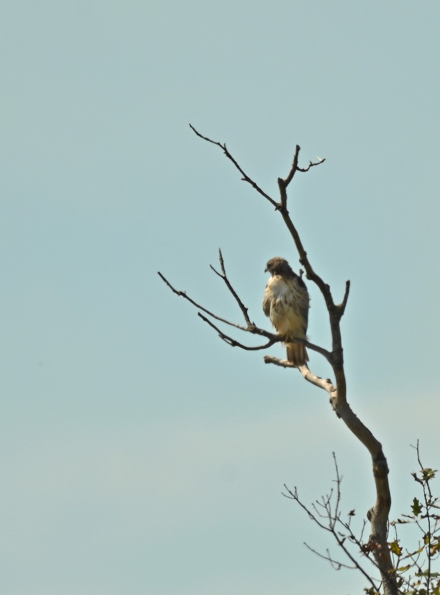 Red-tailed Hawk - ML641990637