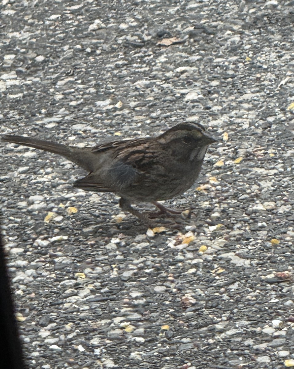 White-throated Sparrow - ML641990651