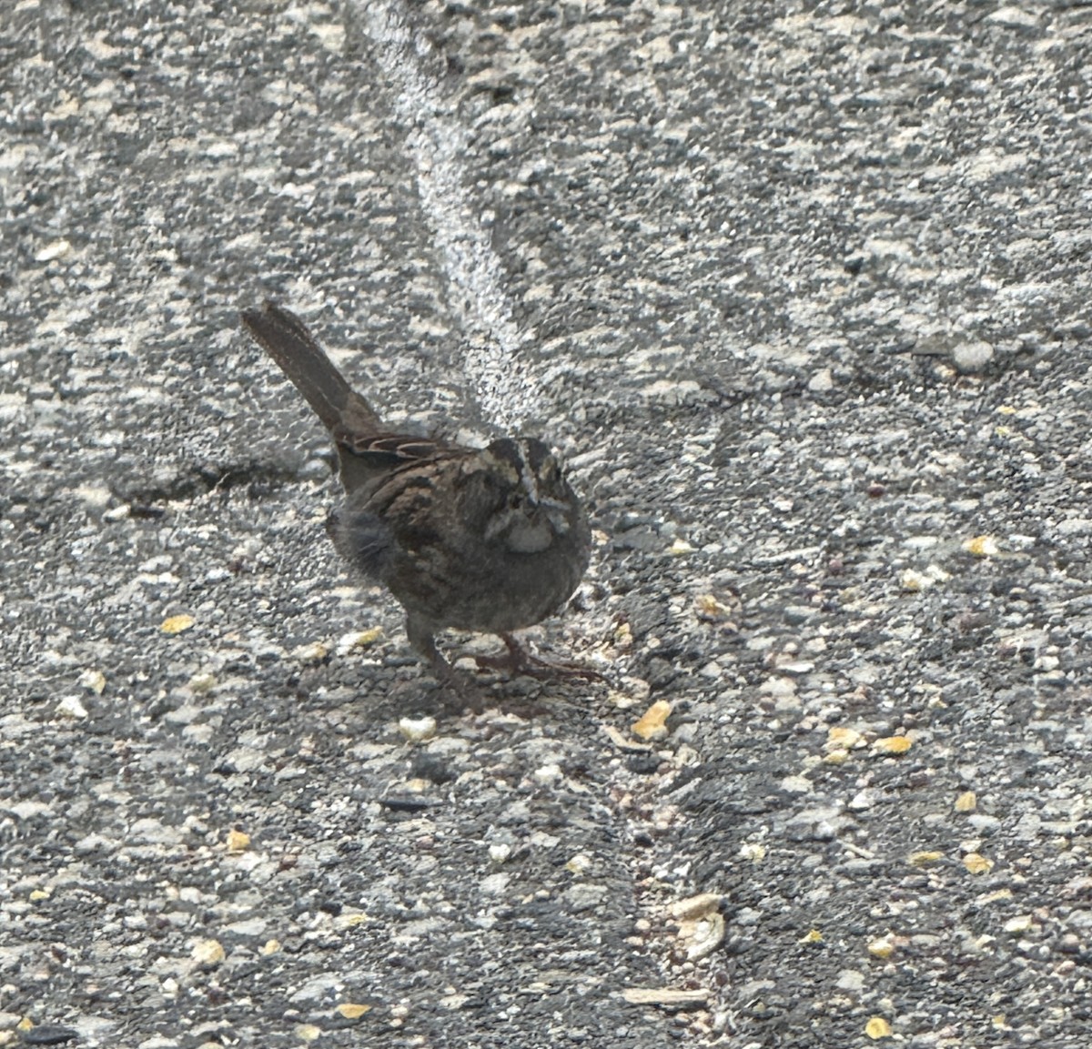 White-throated Sparrow - ML641990652
