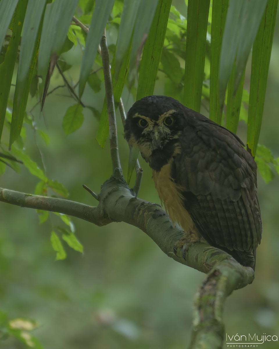 Spectacled Owl - ML641990657
