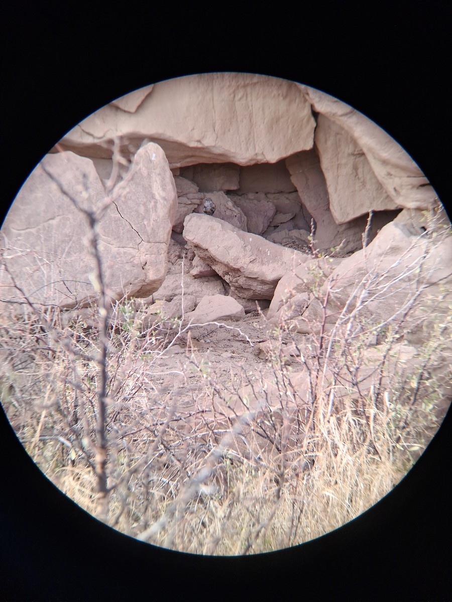 Rock Wren - ML641990662