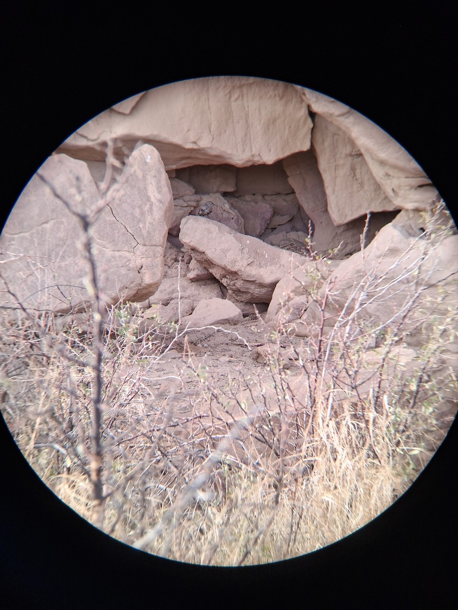 Rock Wren - ML641990663