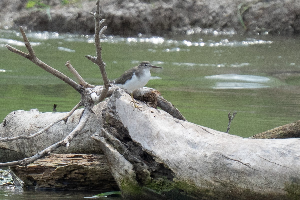 Spotted Sandpiper - ML641990672