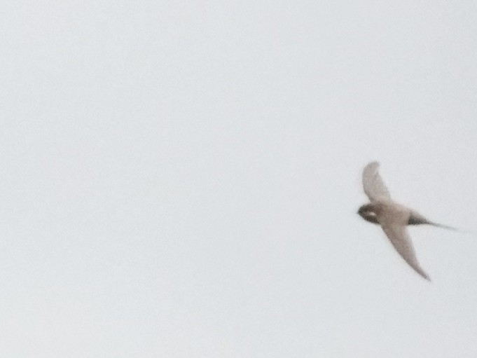 African Palm Swift - ML641990673