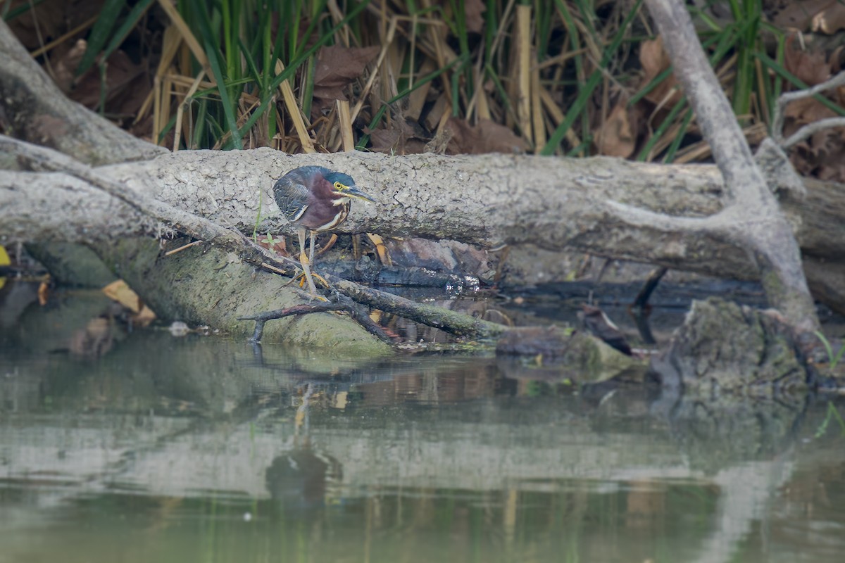 Green Heron - ML641990679