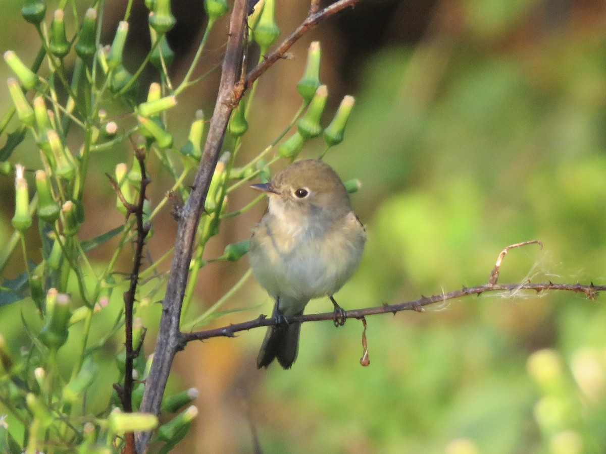 Least Flycatcher - ML641990684