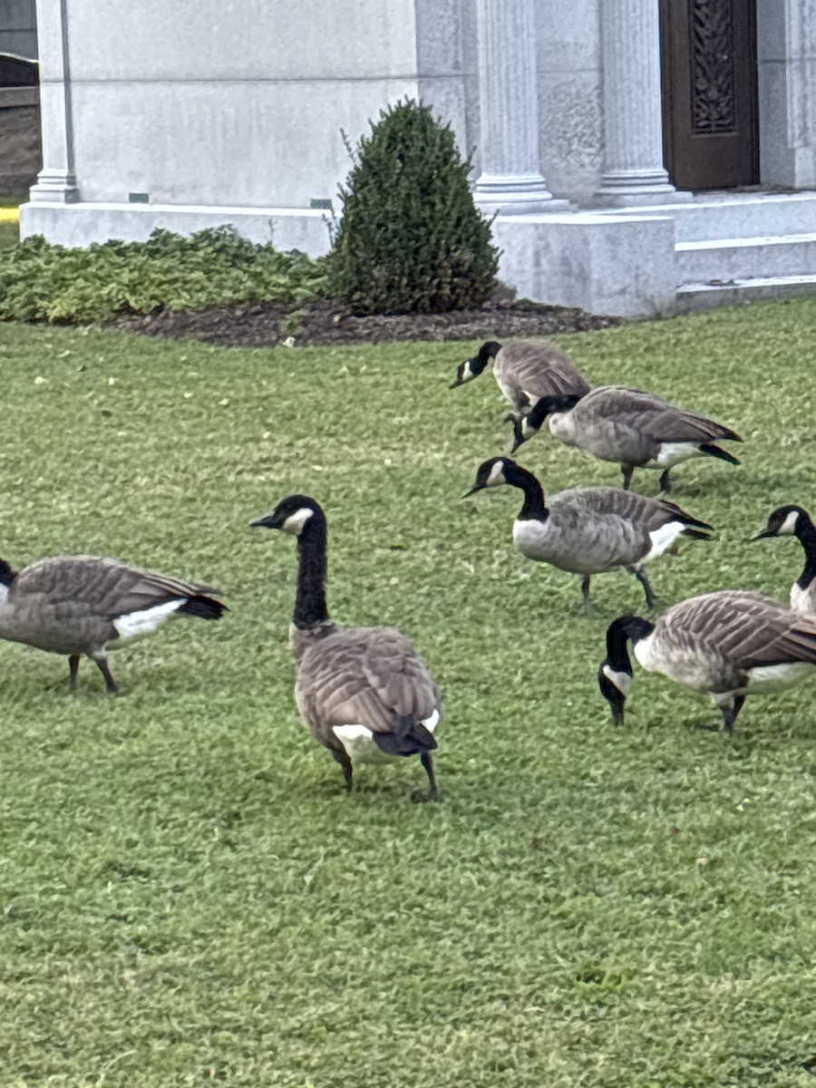 Canada Goose - ML641990686