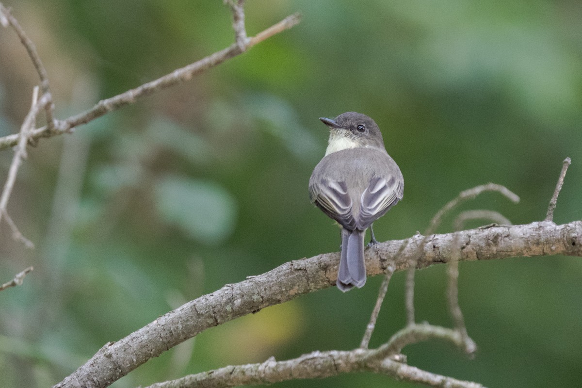 Eastern Phoebe - ML641990688