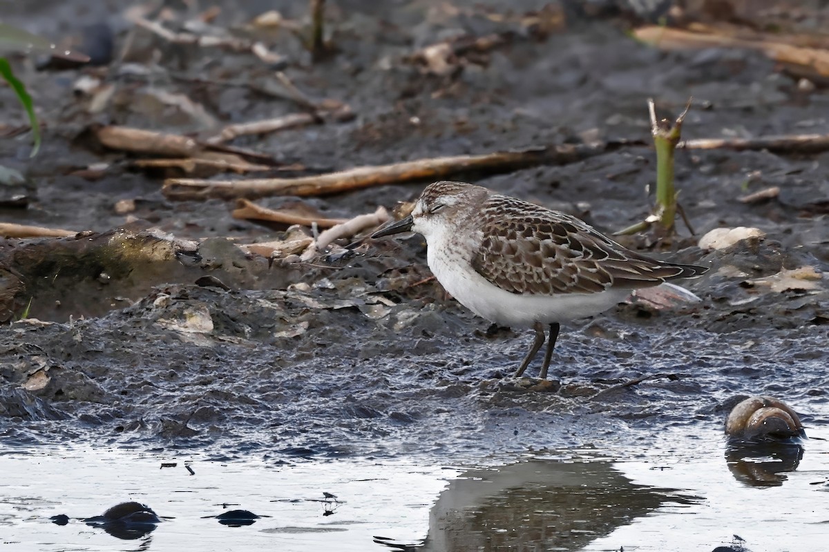 Semipalmated Sandpiper - ML641990743