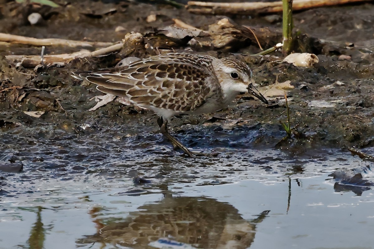 Semipalmated Sandpiper - ML641990745