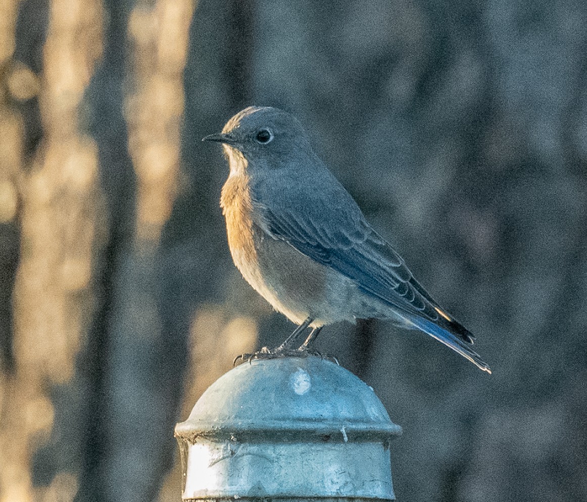 Western Bluebird - ML641990749