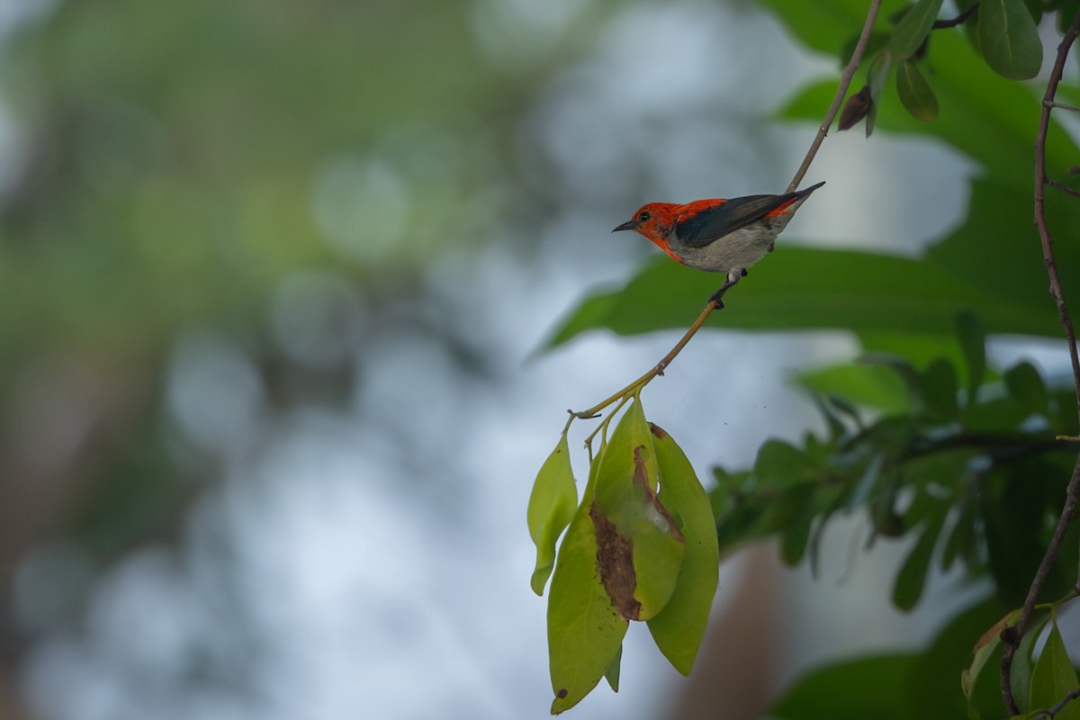 Scarlet-headed Flowerpecker - ML641990750