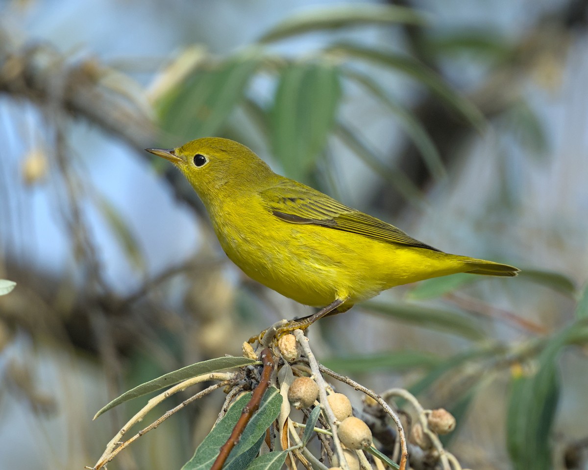 Yellow Warbler - ML641990764