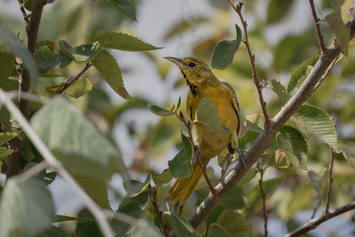 new world oriole sp. - ML641990771