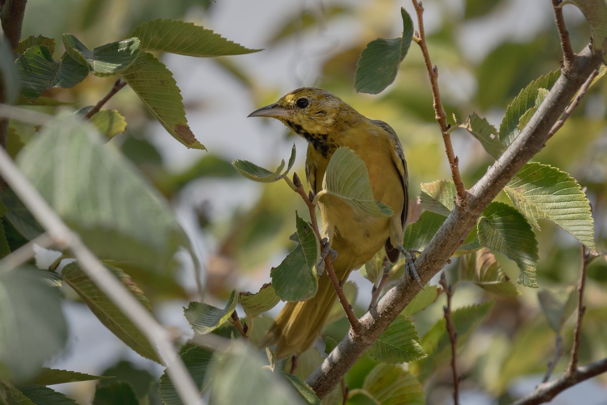 new world oriole sp. - ML641990772