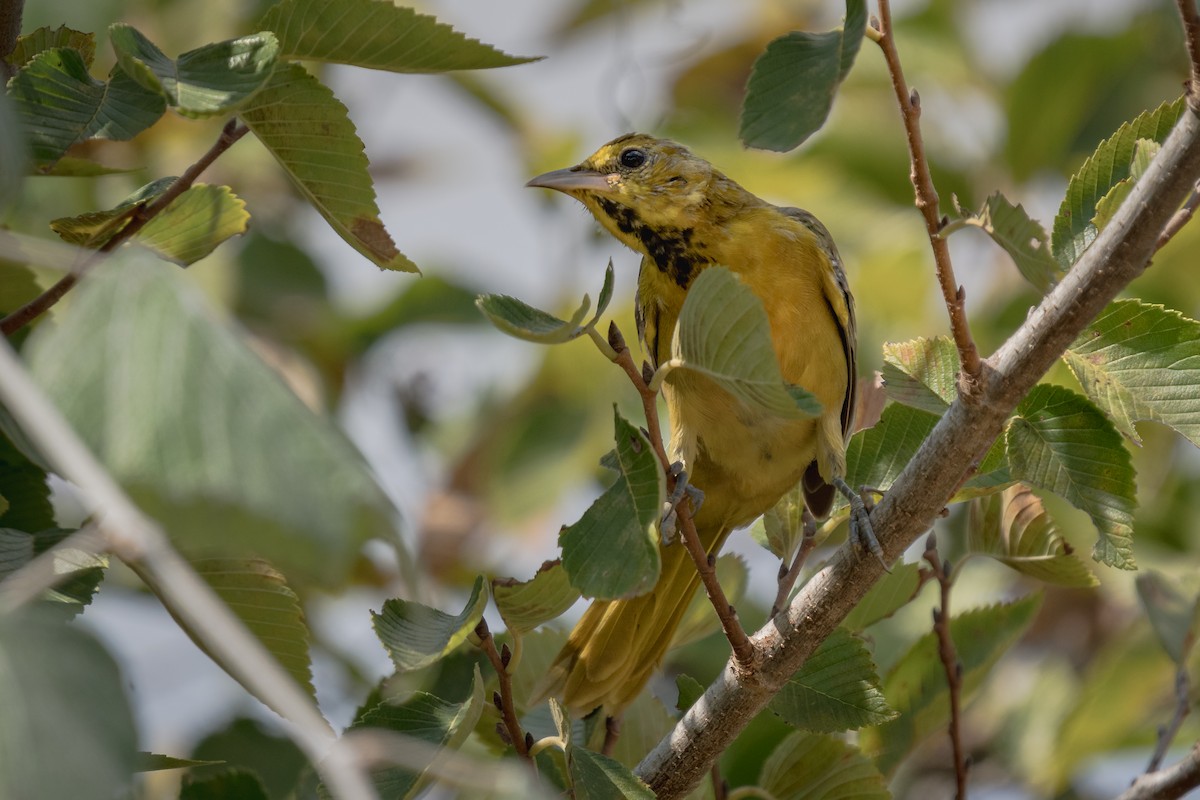 new world oriole sp. - ML641990773