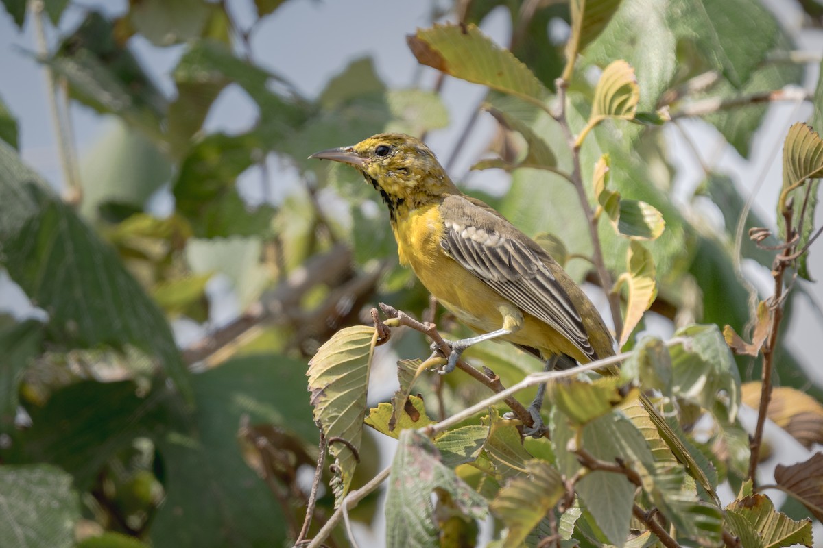 new world oriole sp. - ML641990774