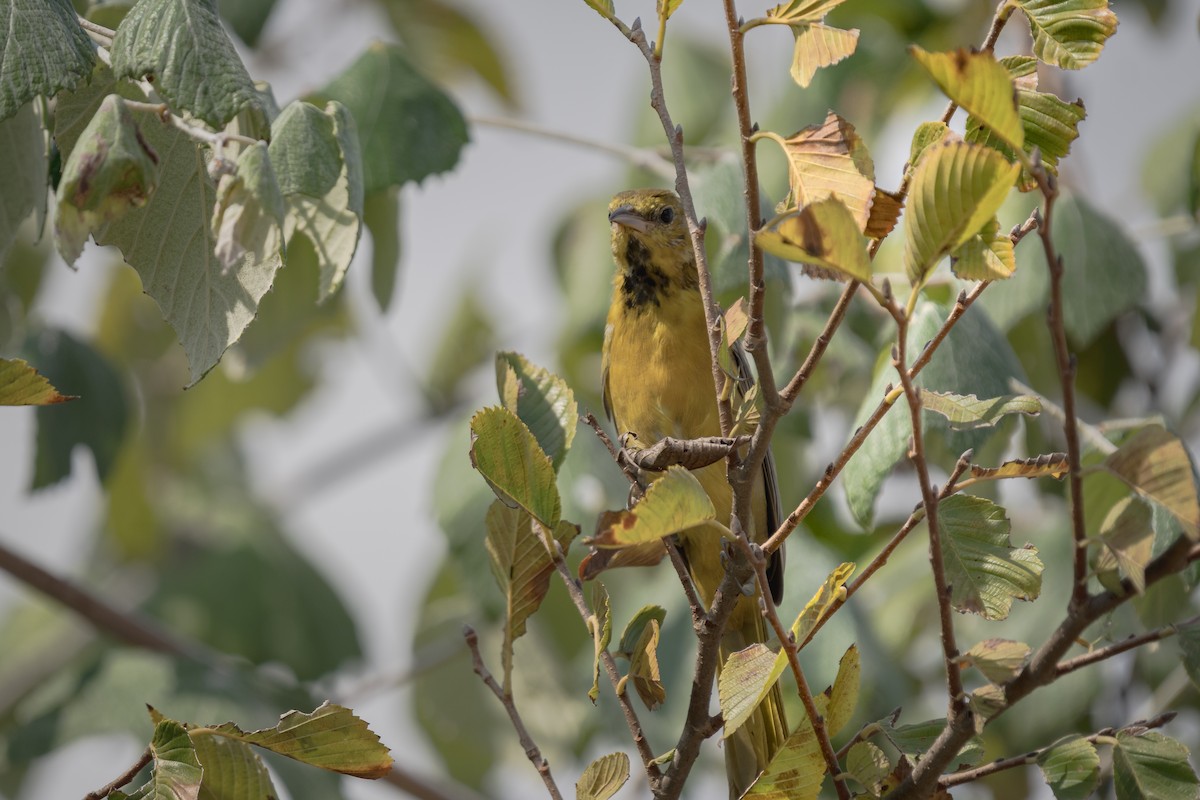 new world oriole sp. - ML641990775