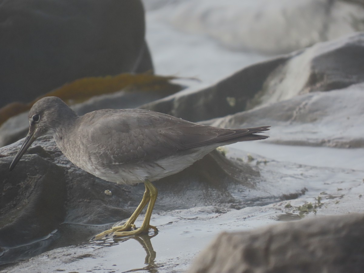 Wandering Tattler - ML641990808