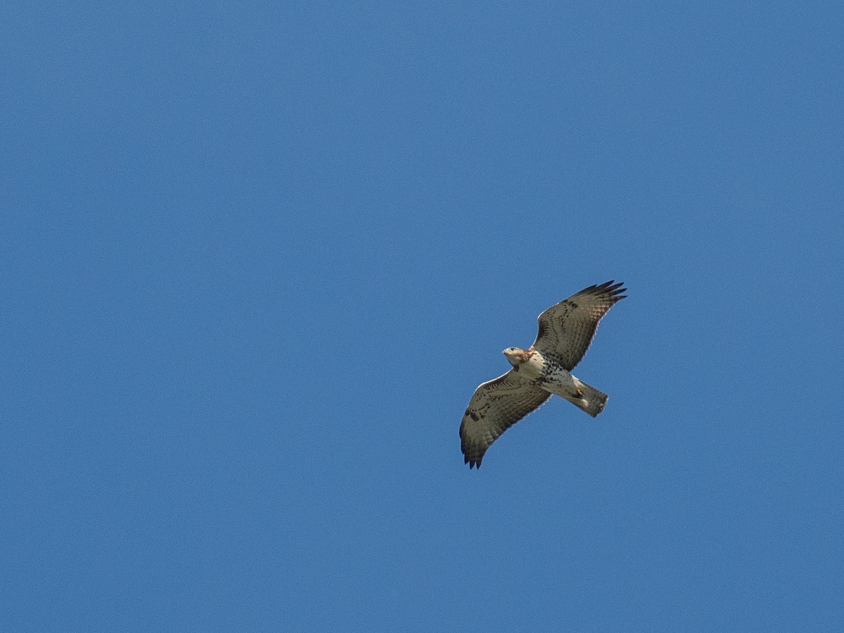 Red-tailed Hawk - ML641990833