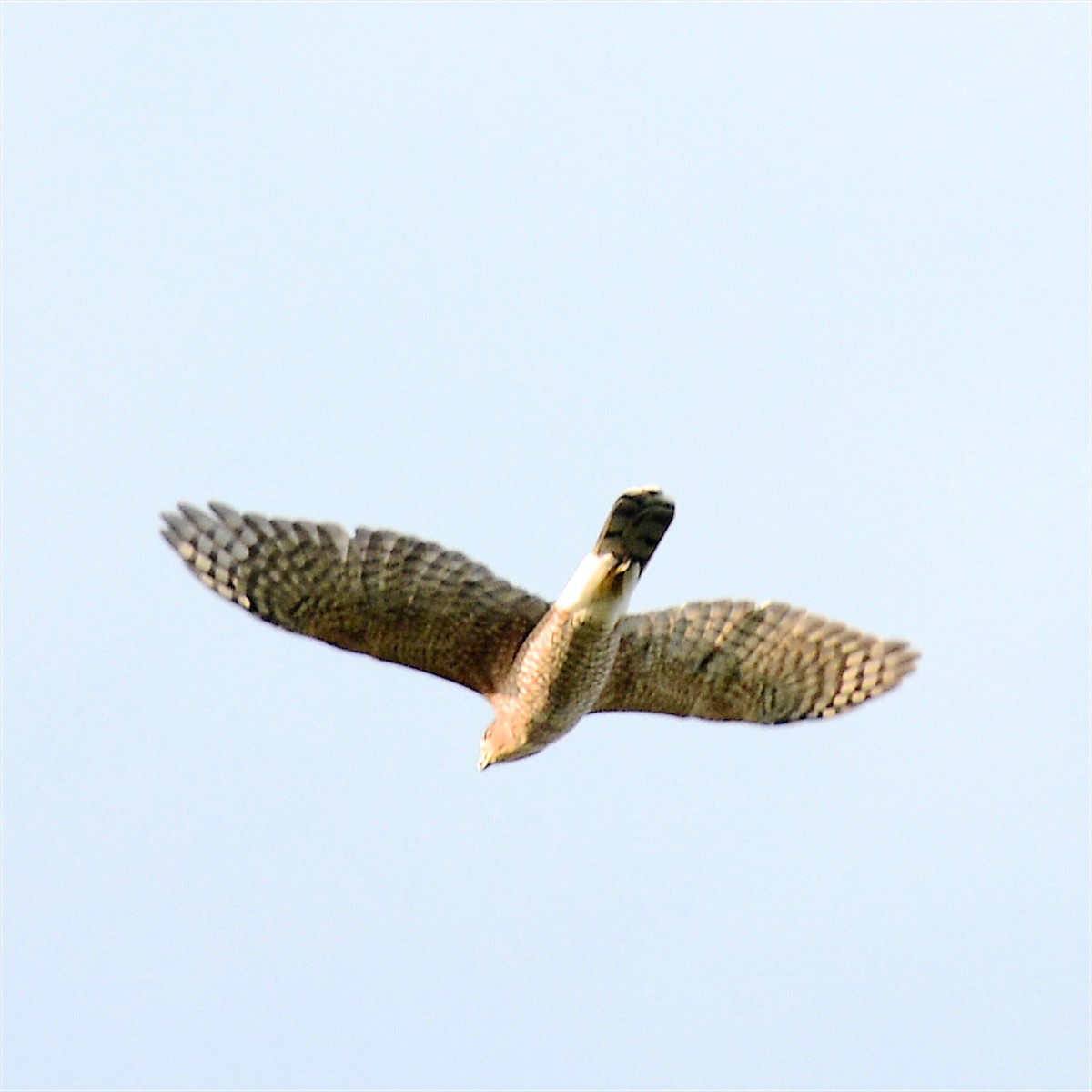 Cooper's Hawk - ML641990844