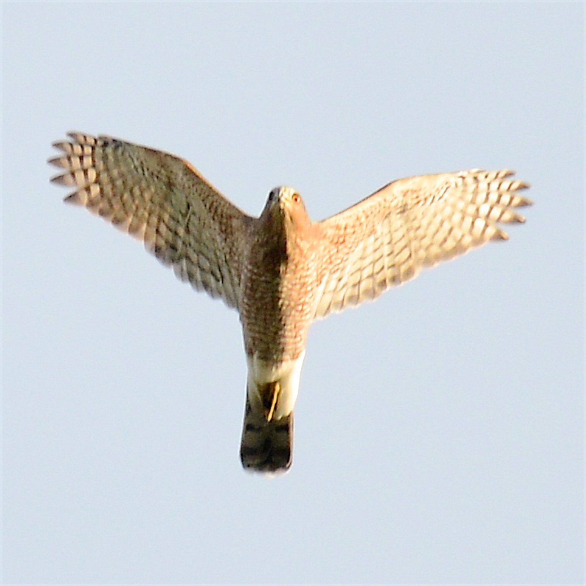 Cooper's Hawk - ML641990845
