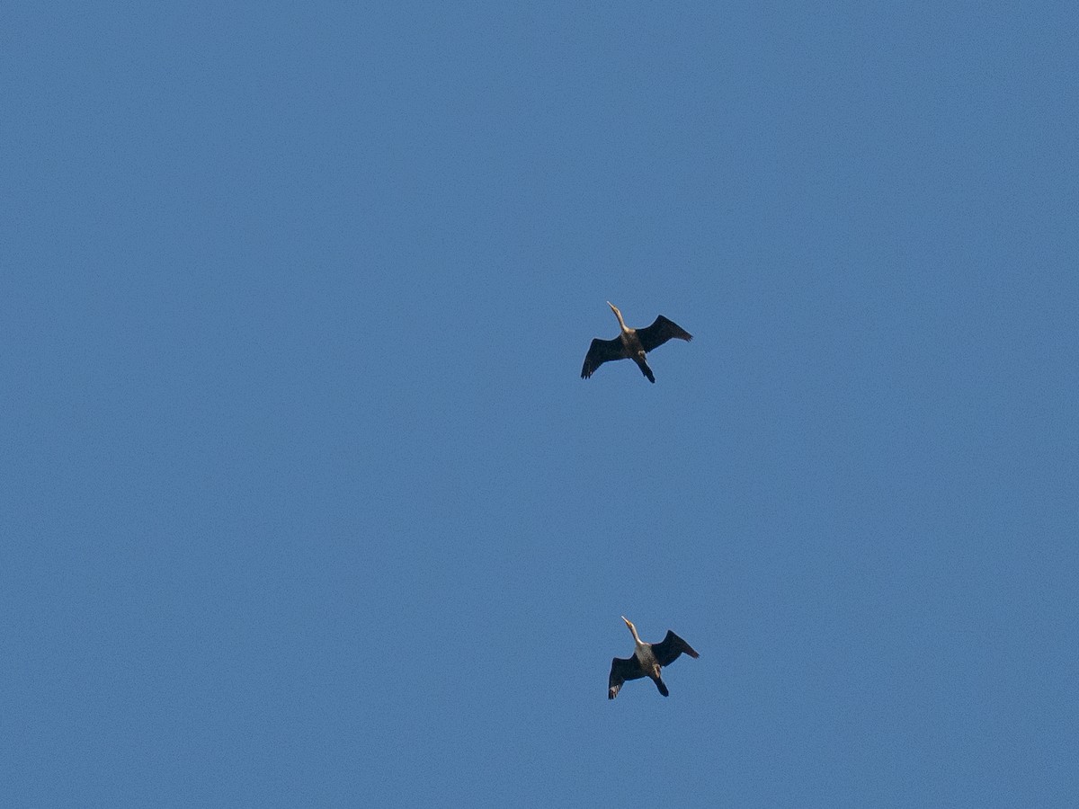 Double-crested Cormorant - ML641990846