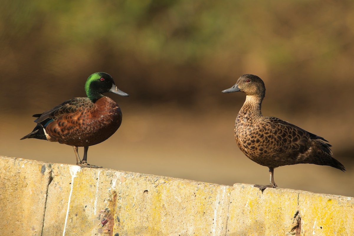 Chestnut Teal - ML641990848