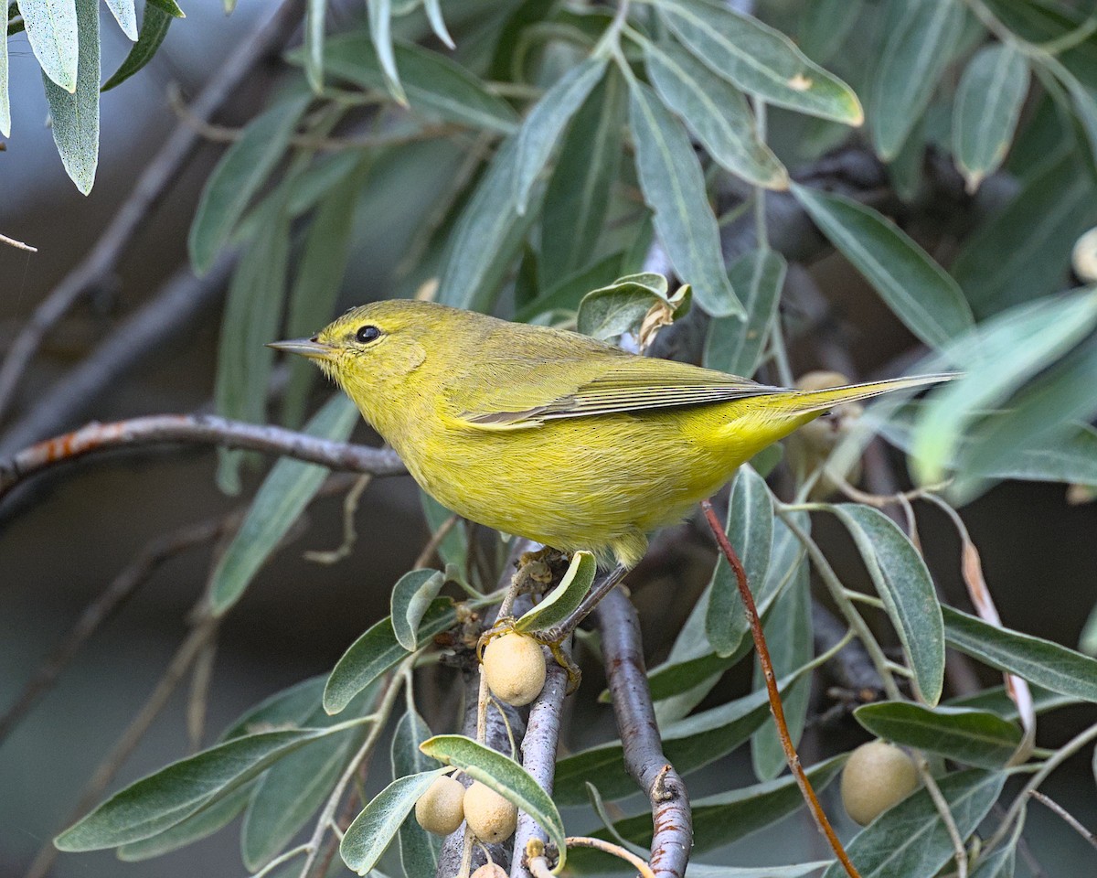 Orange-crowned Warbler - ML641990884