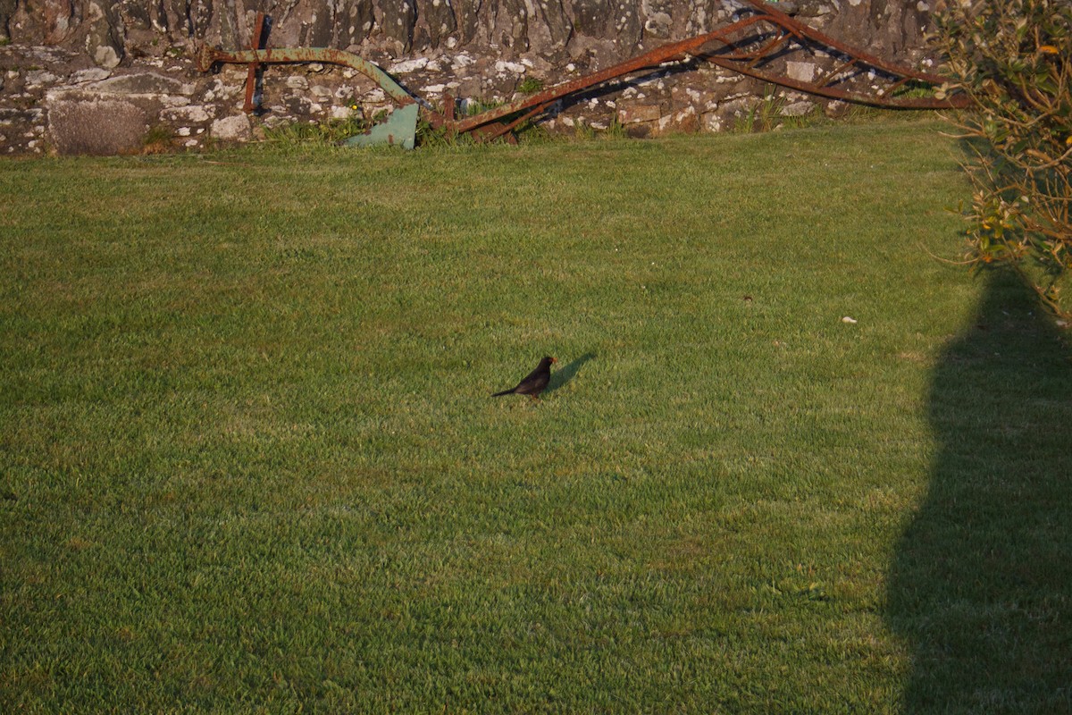Eurasian Blackbird - ML641990910