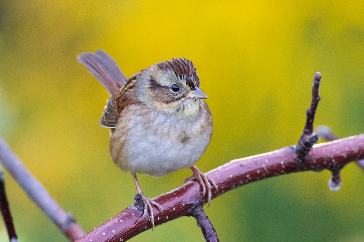 Swamp Sparrow - ML641990923