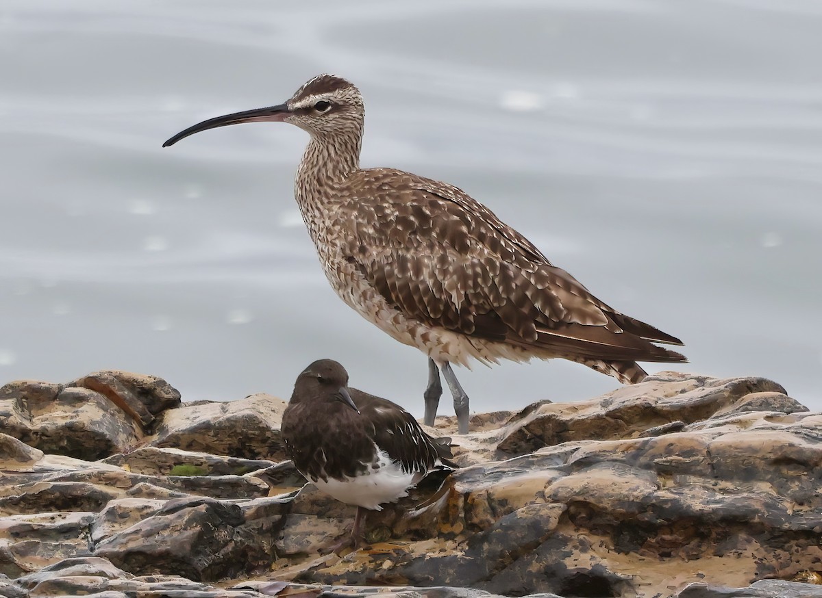 Whimbrel - ML641990973