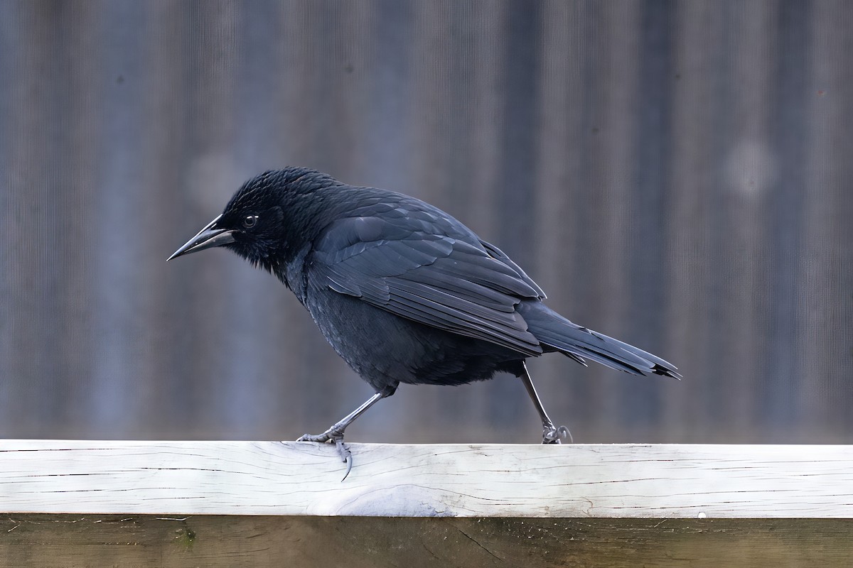 Austral Blackbird - ML641990983