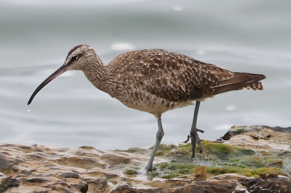 Whimbrel - ML641990990
