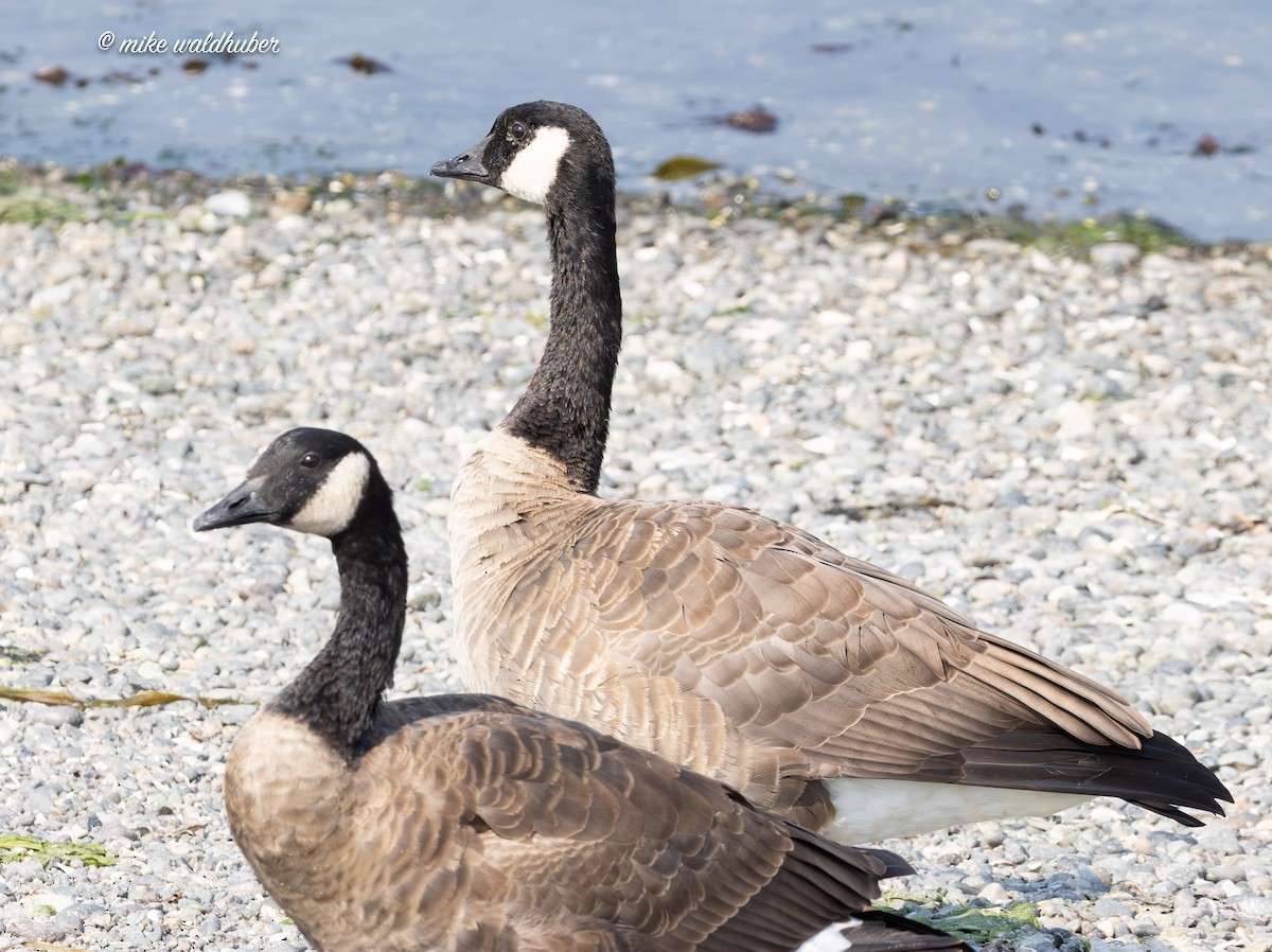 Canada Goose - ML641990991