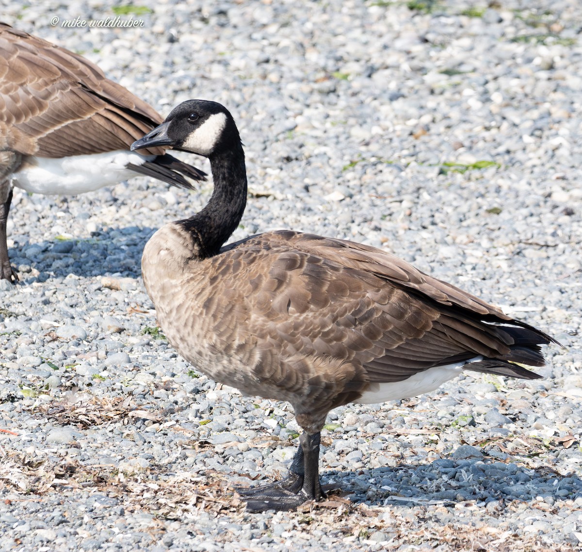 Canada Goose - ML641990992
