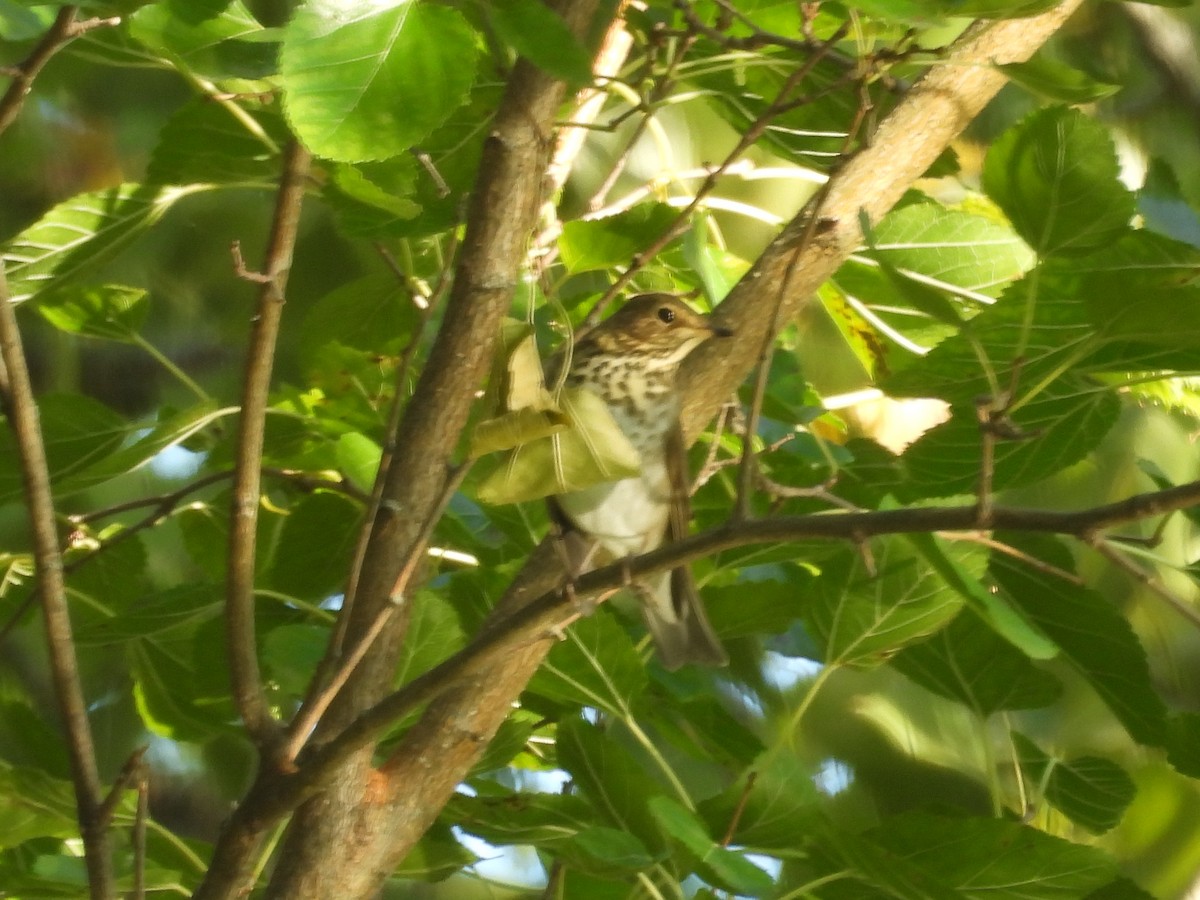 Swainson's Thrush - ML641990994