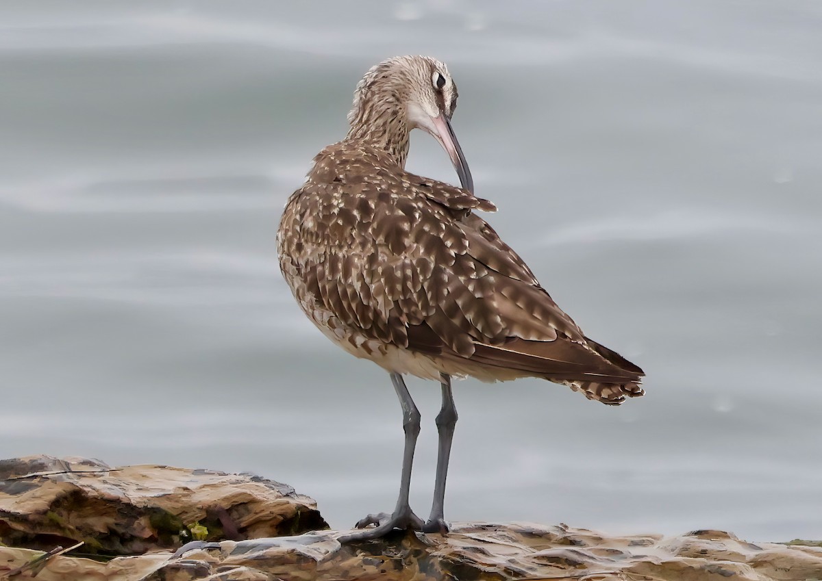 Whimbrel - ML641990995