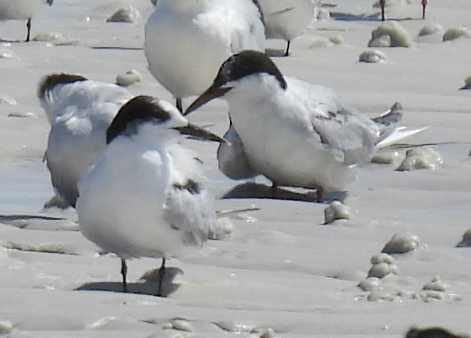 Эгэл хараалай - ML641990996