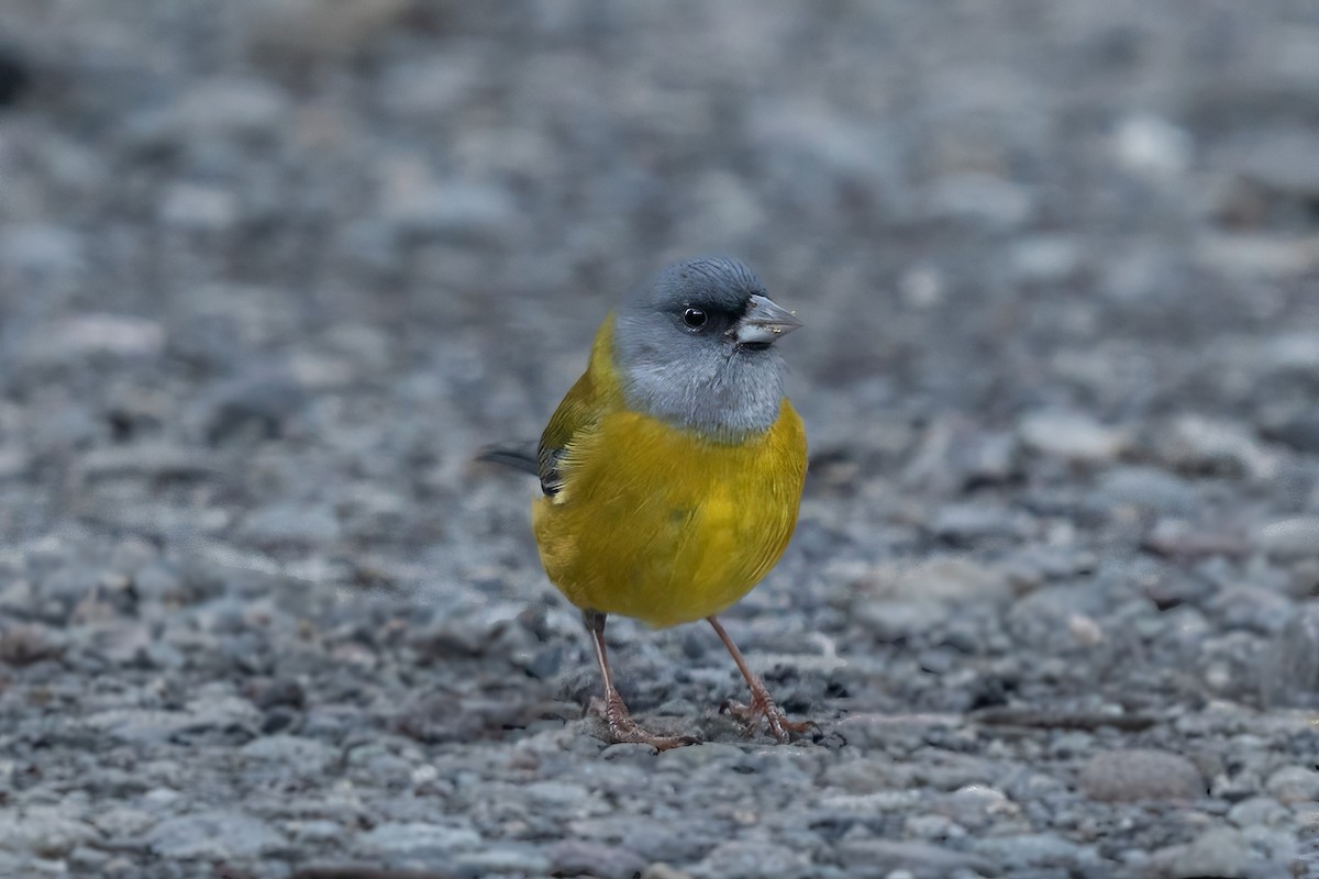 Patagonian Sierra Finch - ML641991009